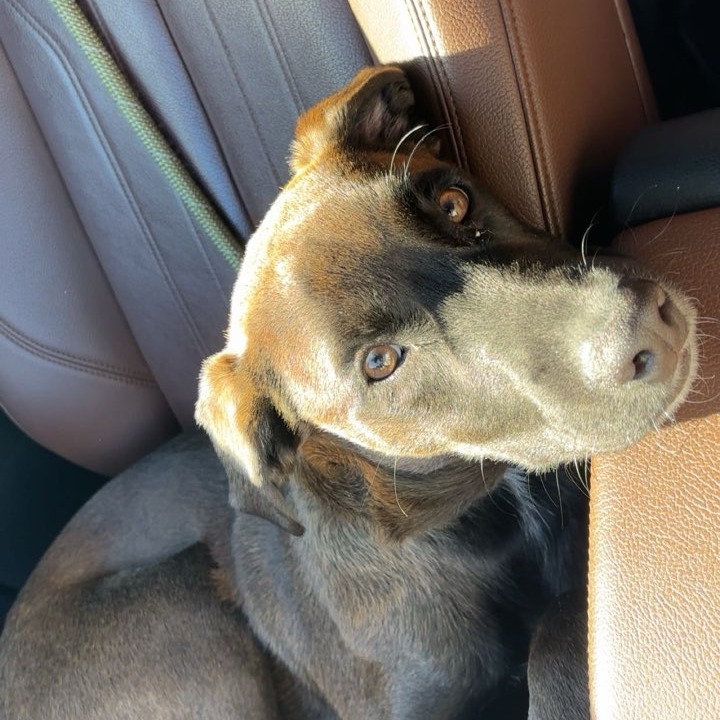 Kanoa--In Foster***ADOPTION PENDING***
