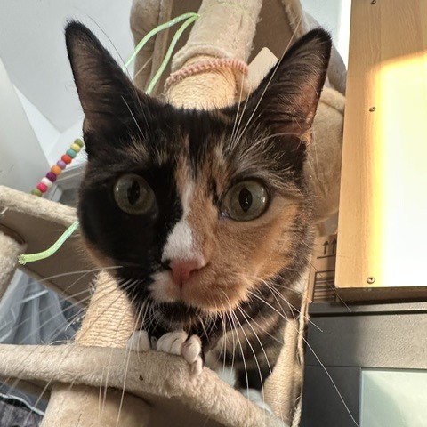 Pina