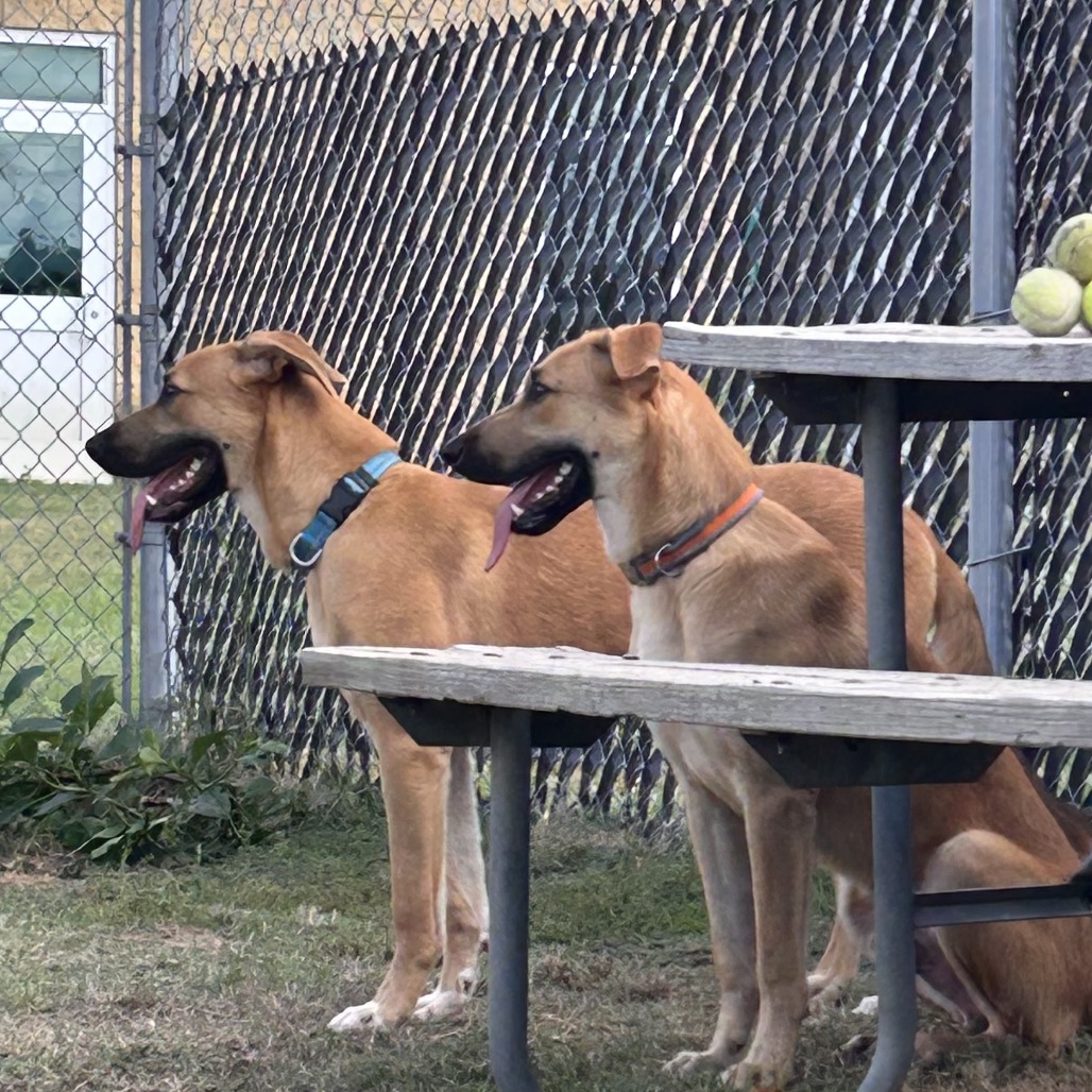 Atticus, photo 6