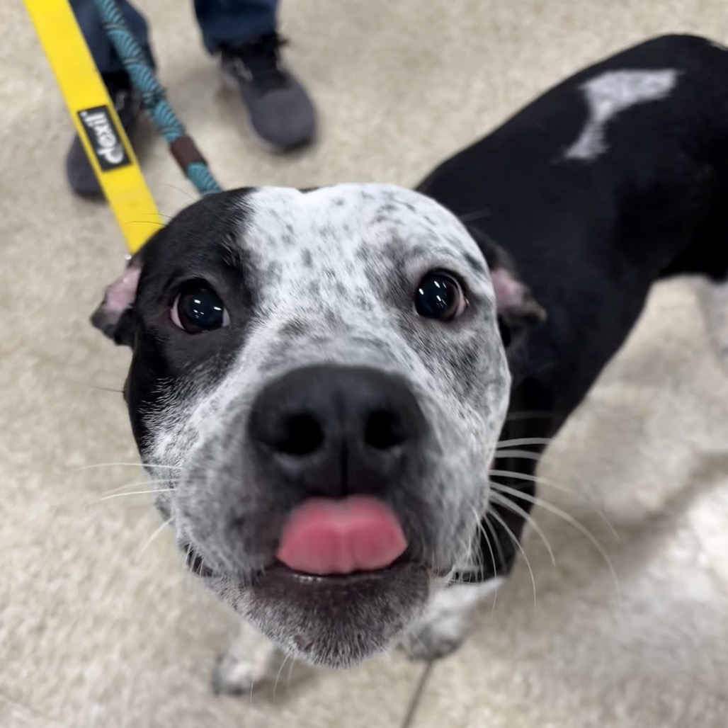 Roscoe — thumbnail 8