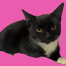  Photo of TUSC-Stray-82588