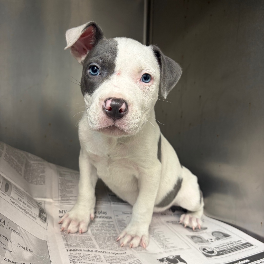 Photo of Steve, a dog adopted from Gulf Coast Humane Society
