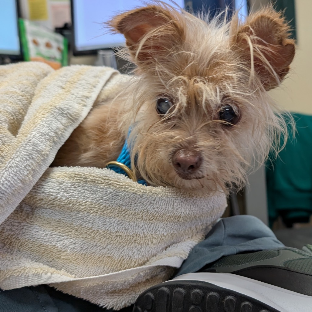 Yorkshire Terrier