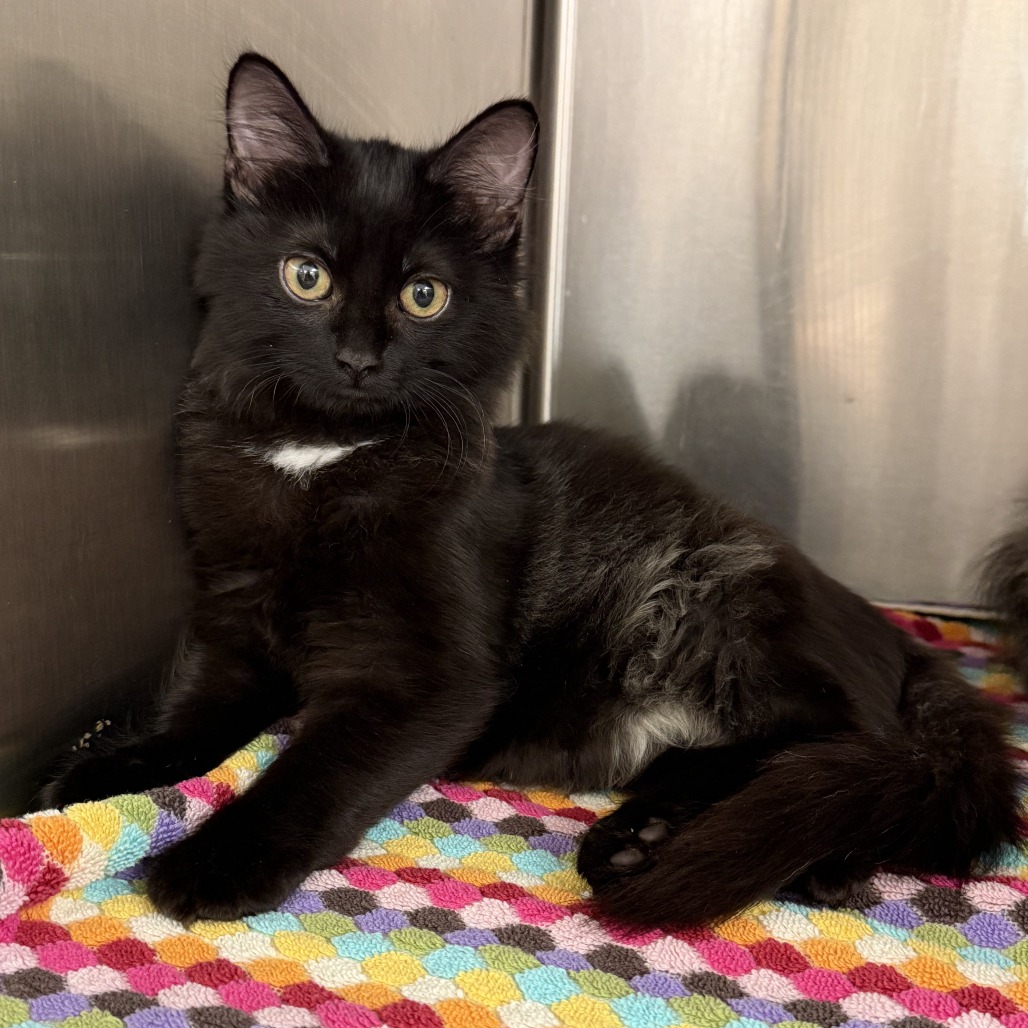 Luna, available for adoption