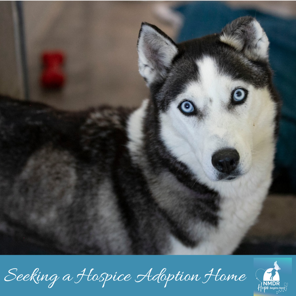FROST (MR26-328) - Husky available for adoption