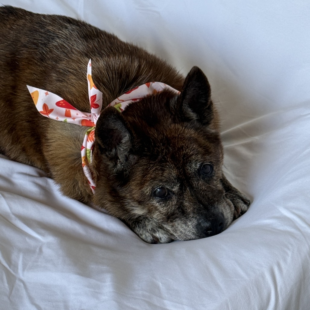 Shelby — thumbnail 2