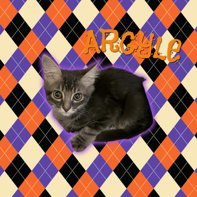 ARGYLE - Domestic Shorthair available for adoption