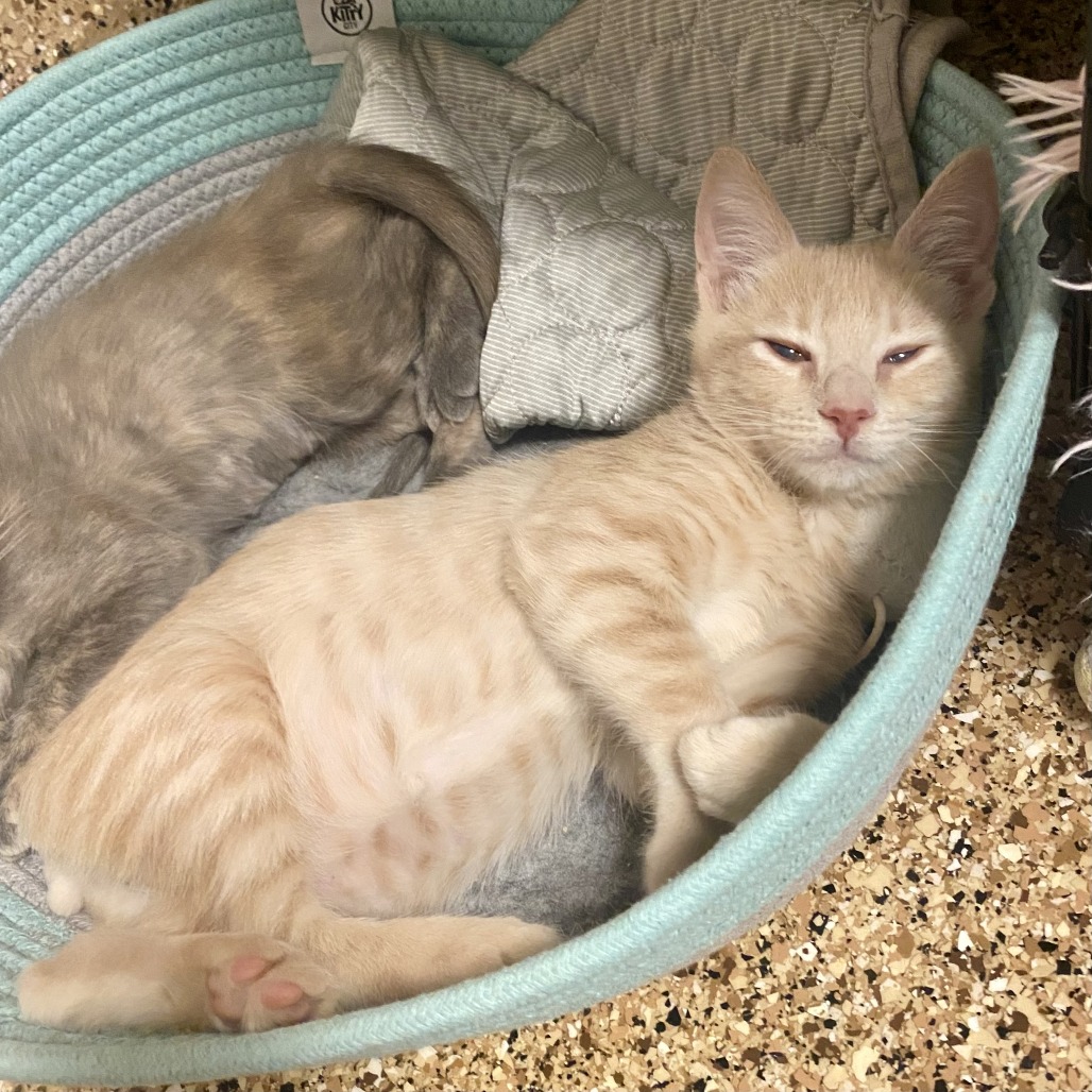 FRIED PICKLE - Domestic Shorthair available for adoption