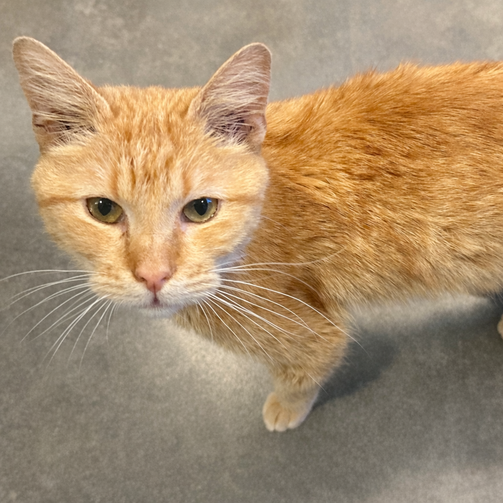 Street Cred Red — thumbnail 7