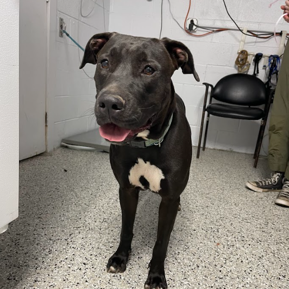 MONICA - Mastiff / Bulldog available for adoption