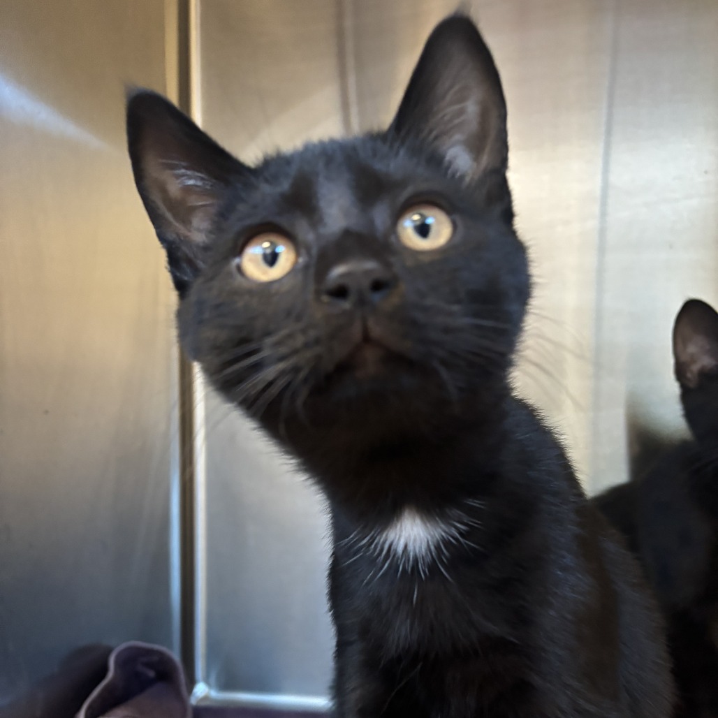 CARL - Domestic Shorthair available for adoption