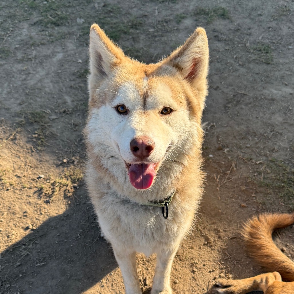 Rusty, photo 8