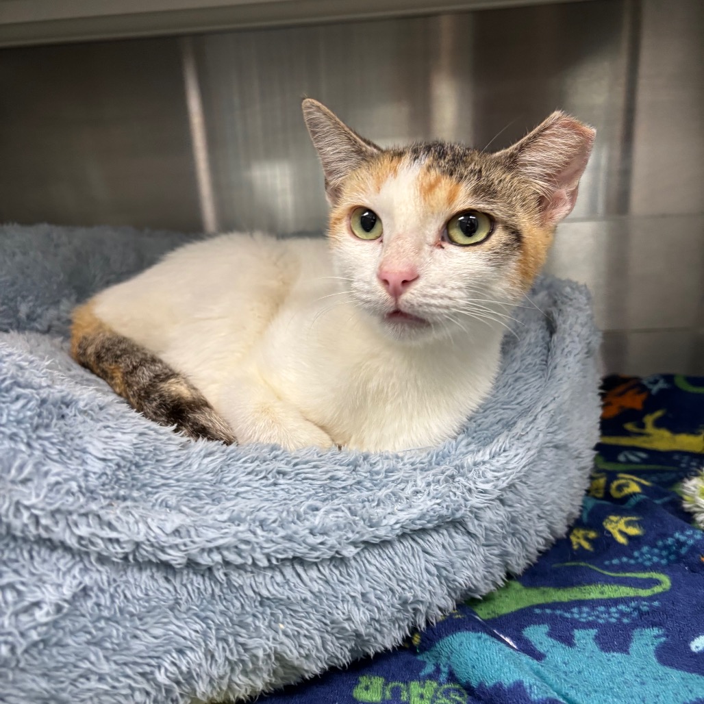 Photo of Lucy Lou, a cat adopted from Gulf Coast Humane Society