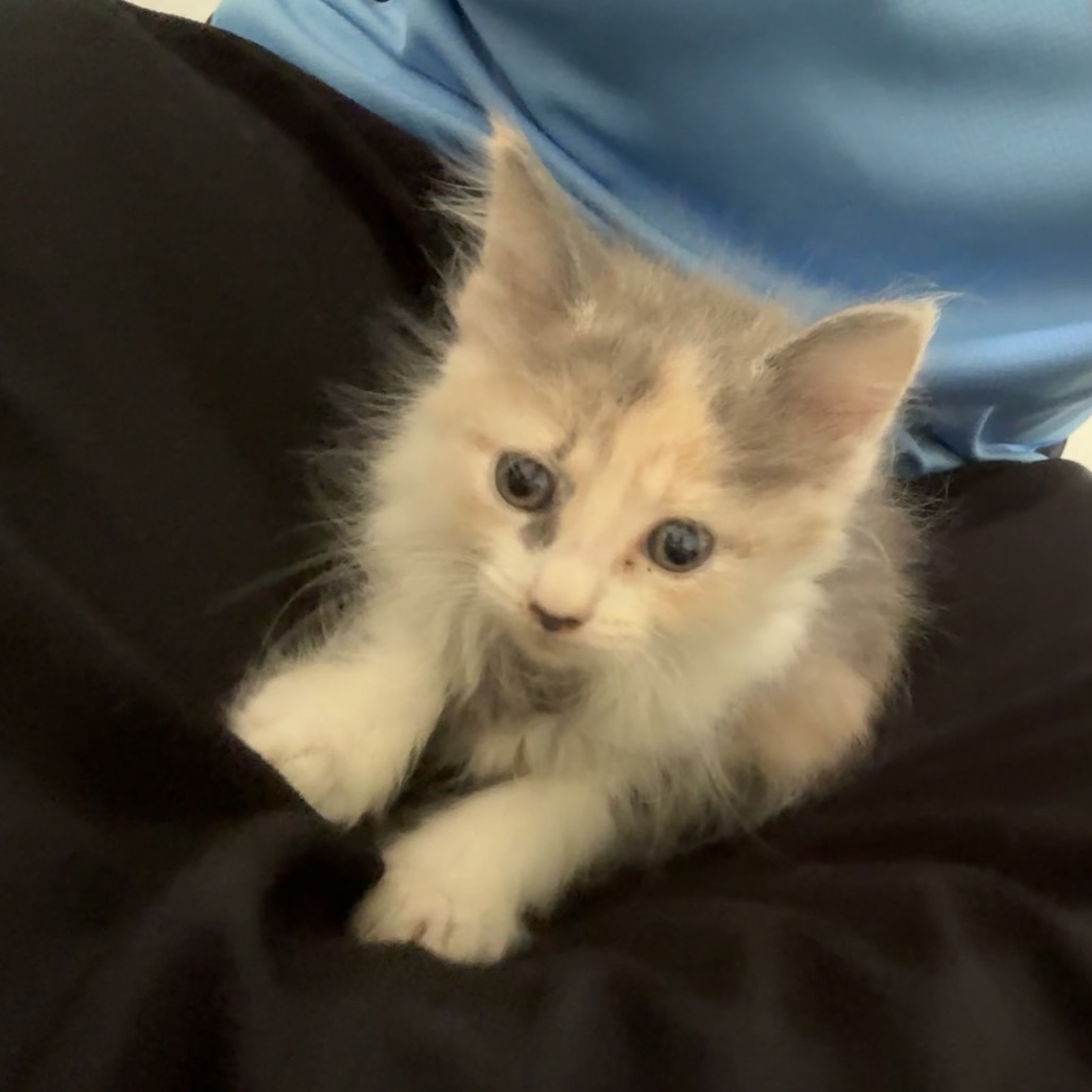AUTUMN - Domestic Longhair available for adoption