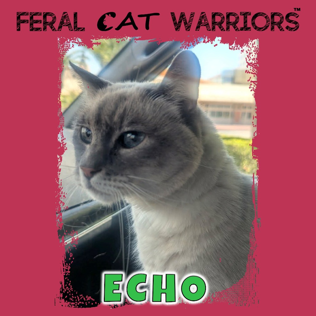 Echo