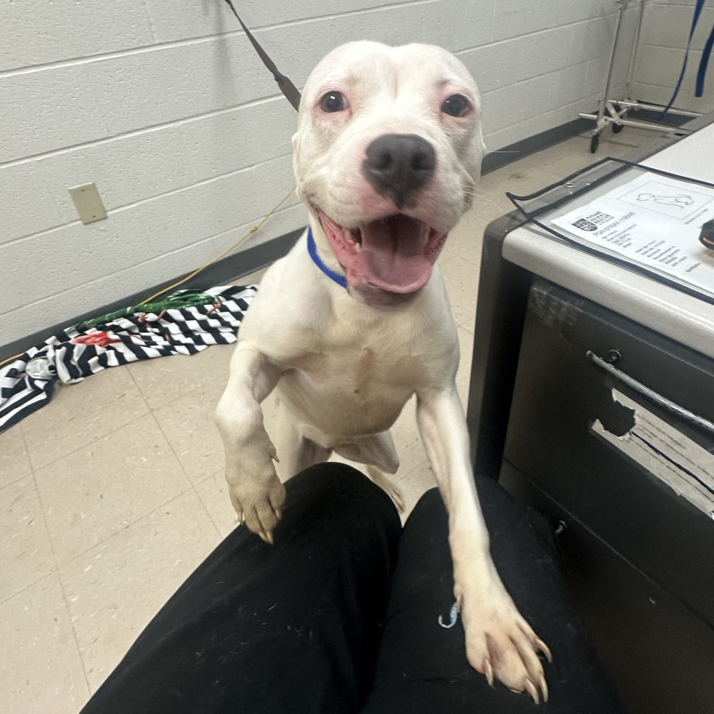Photo of PGH-Stray-119990 5