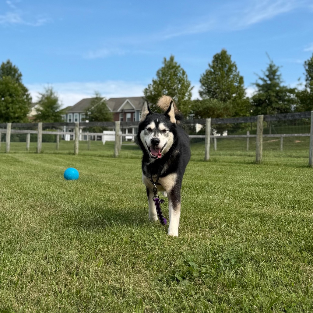 COMET - Husky / Siberian available for adoption