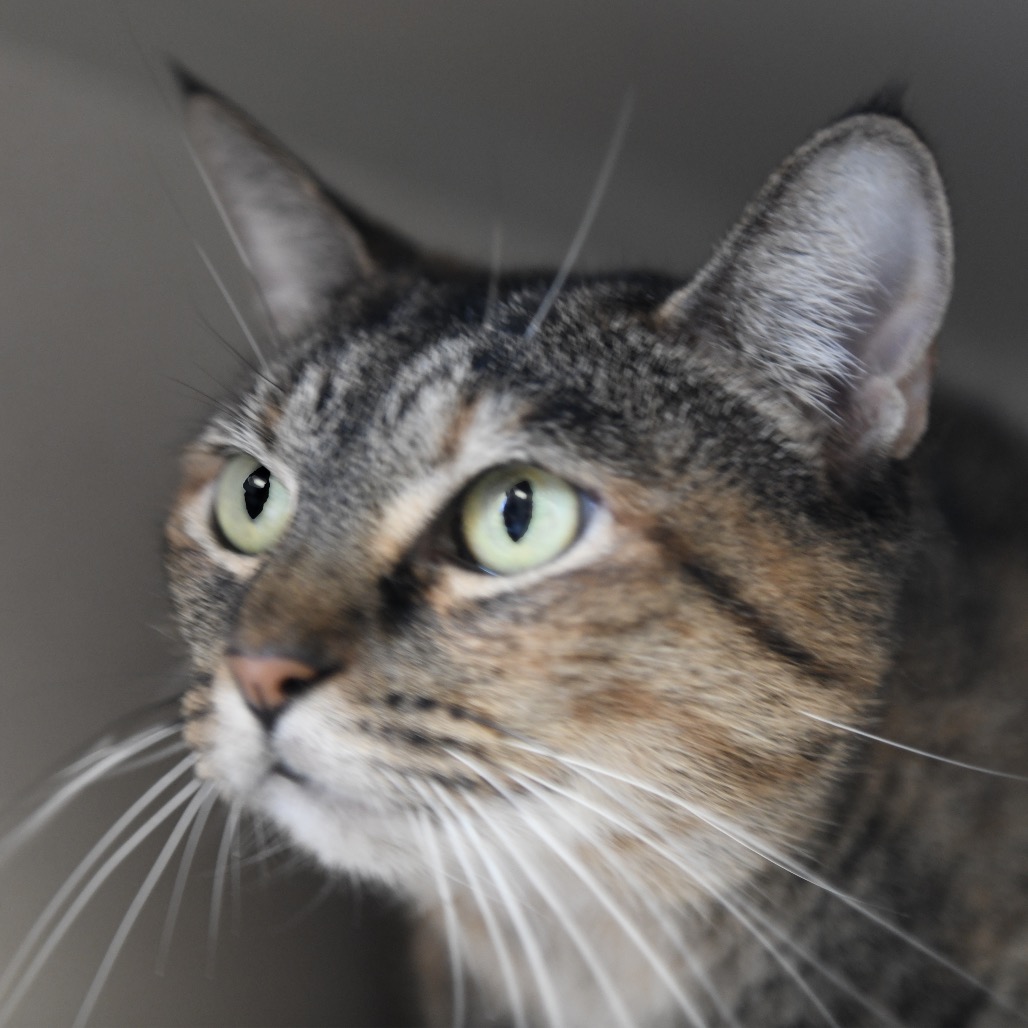 Lani - Domestic Shorthair