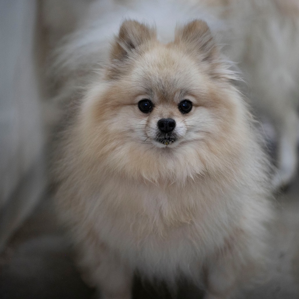 CLAUDIA (AG26-194) - Pomeranian available for adoption