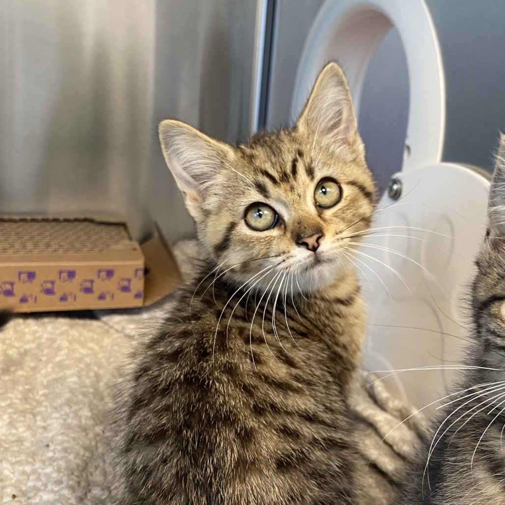CHICA - Domestic Shorthair available for adoption