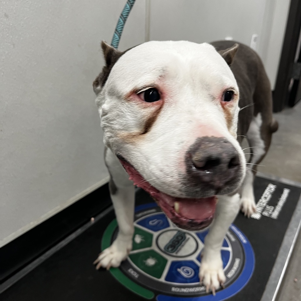 Precious (Diamond) — thumbnail 2