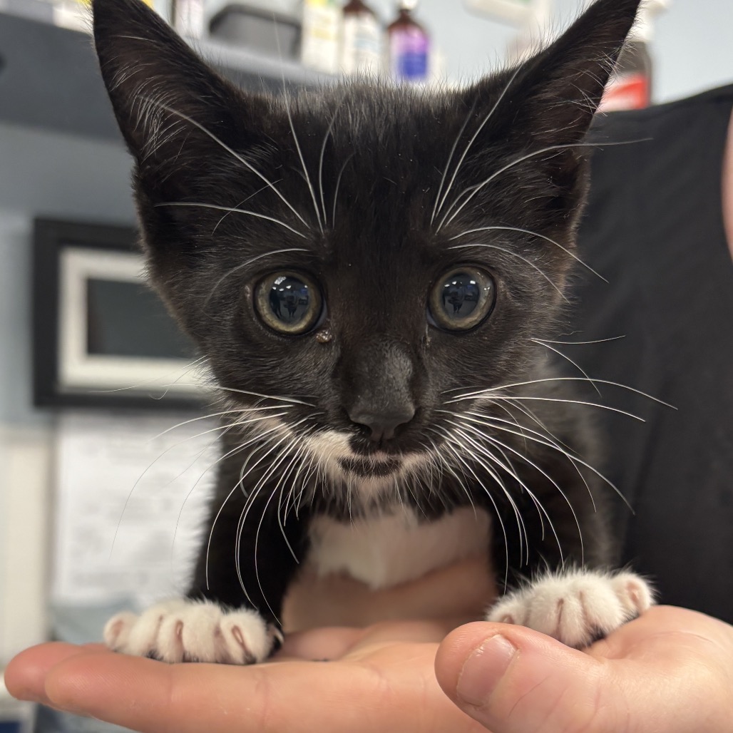 ZIPPY - Domestic Shorthair available for adoption