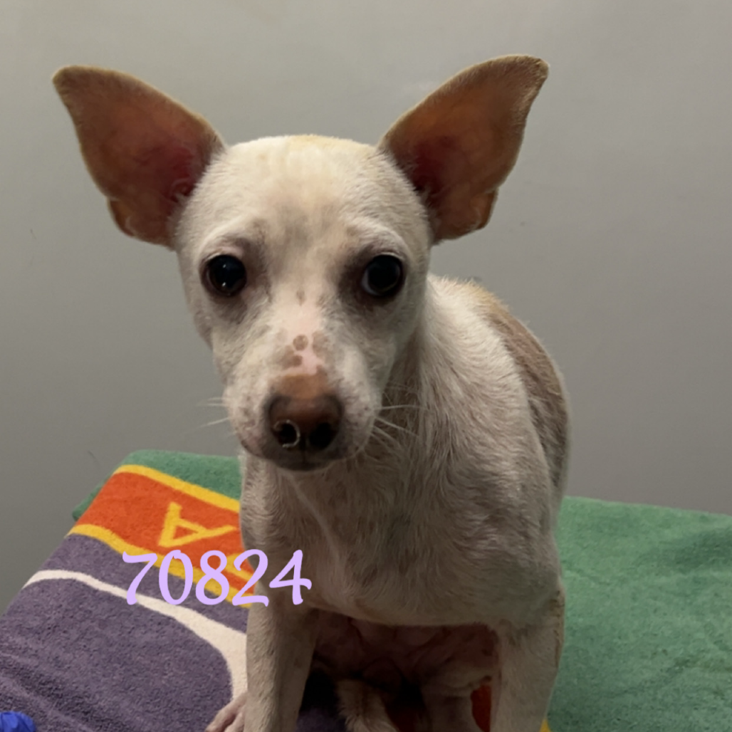 Opal — thumbnail 2