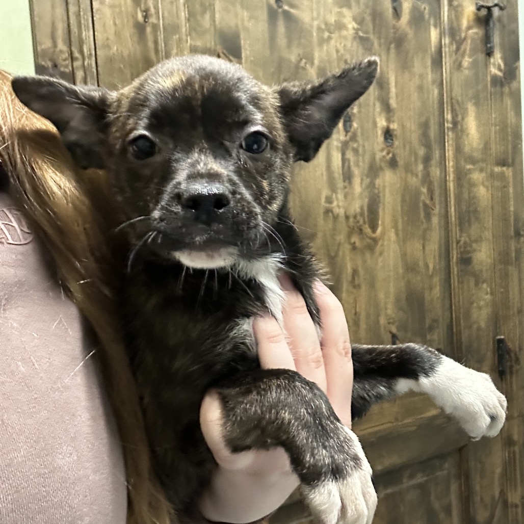 DAISY — thumbnail 2