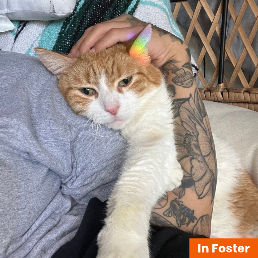 BARABBAS - Domestic Shorthair available for adoption