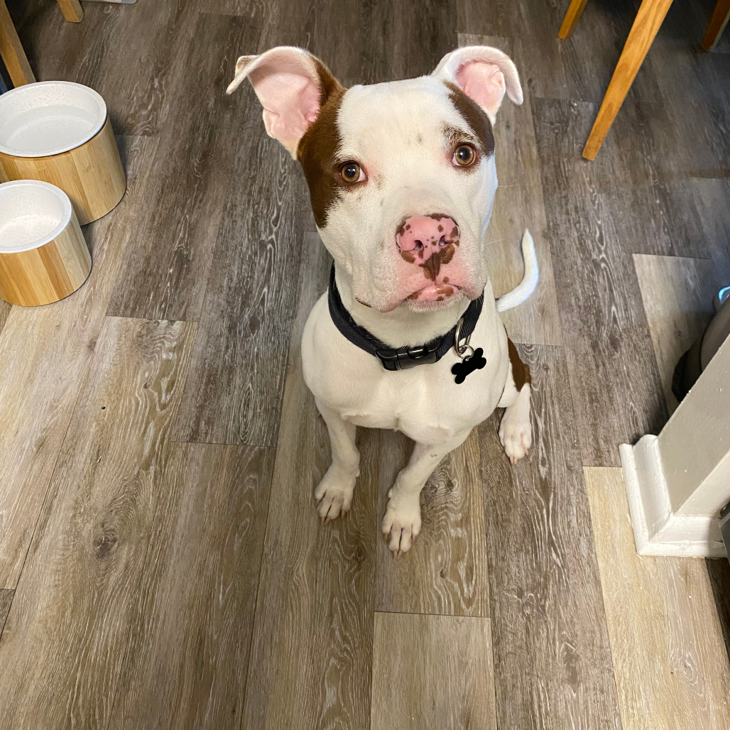 Taco — thumbnail 5