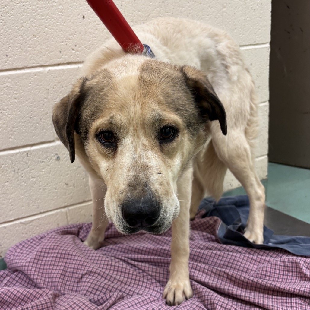 Jello — thumbnail 2