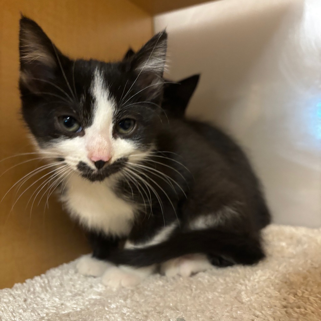 DENNY'S - Domestic Shorthair available for adoption