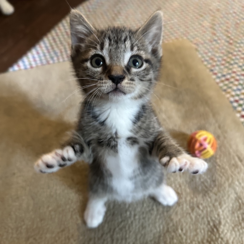 TOEBY - Domestic Shorthair / Extra-Toes Cat (Hemingway Polydactyl) available for adoption