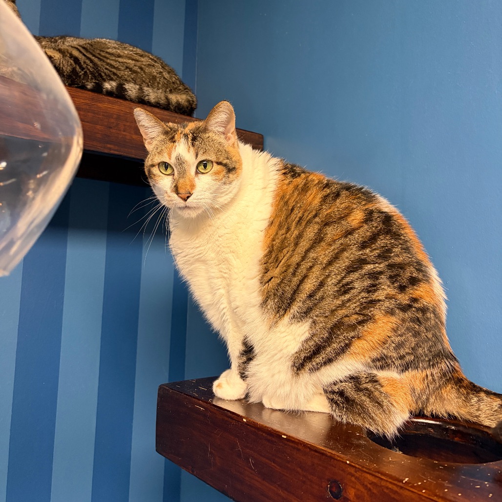 Lumpalicious, photo 12