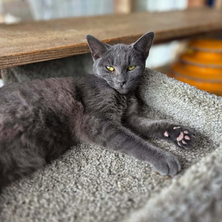 OLGA (BONDED WITH NANCY) - Domestic Shorthair available for adoption