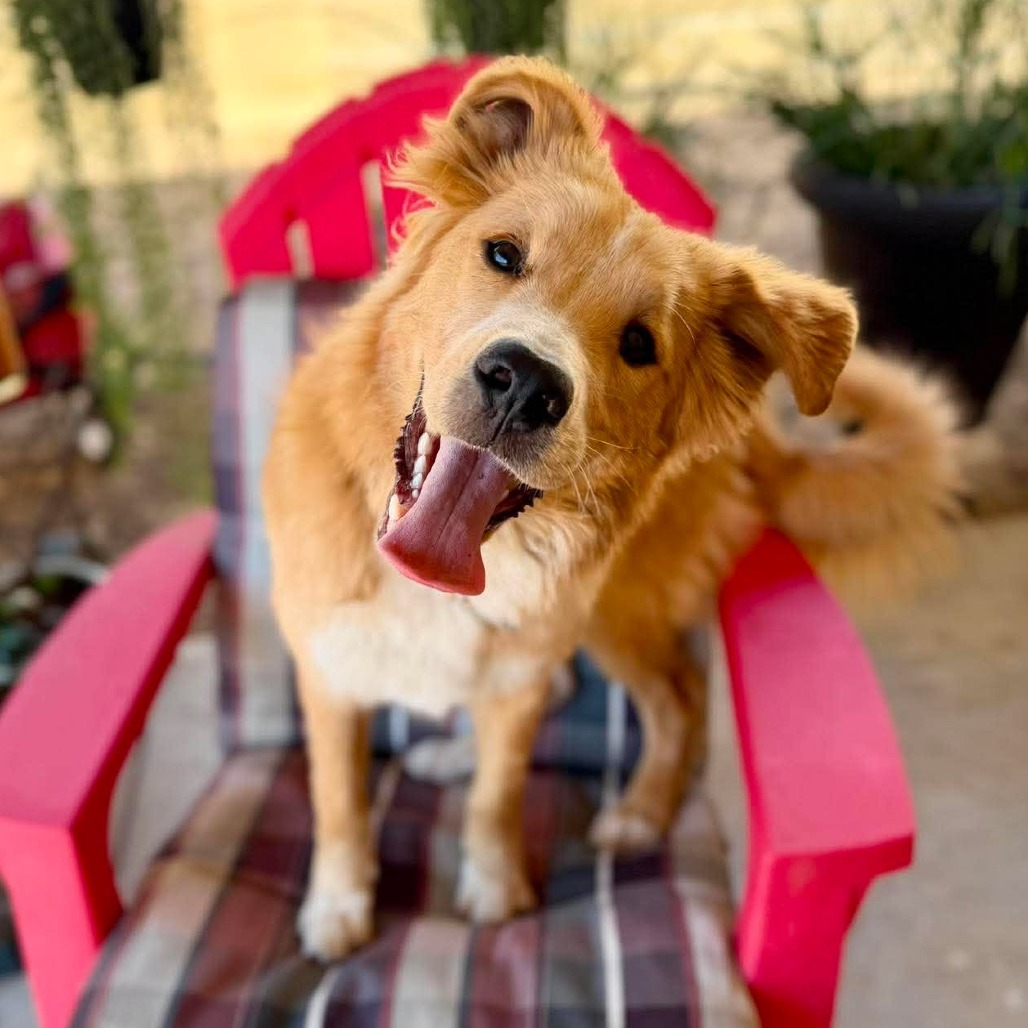 Biscuit