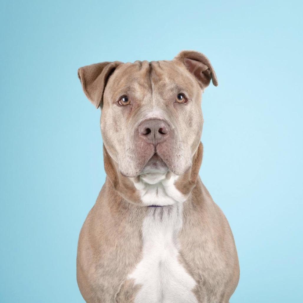 Canelo — thumbnail 2