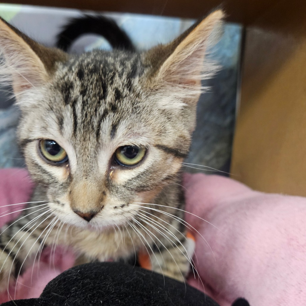 PURRLOCK HOLMES - Domestic Shorthair available for adoption