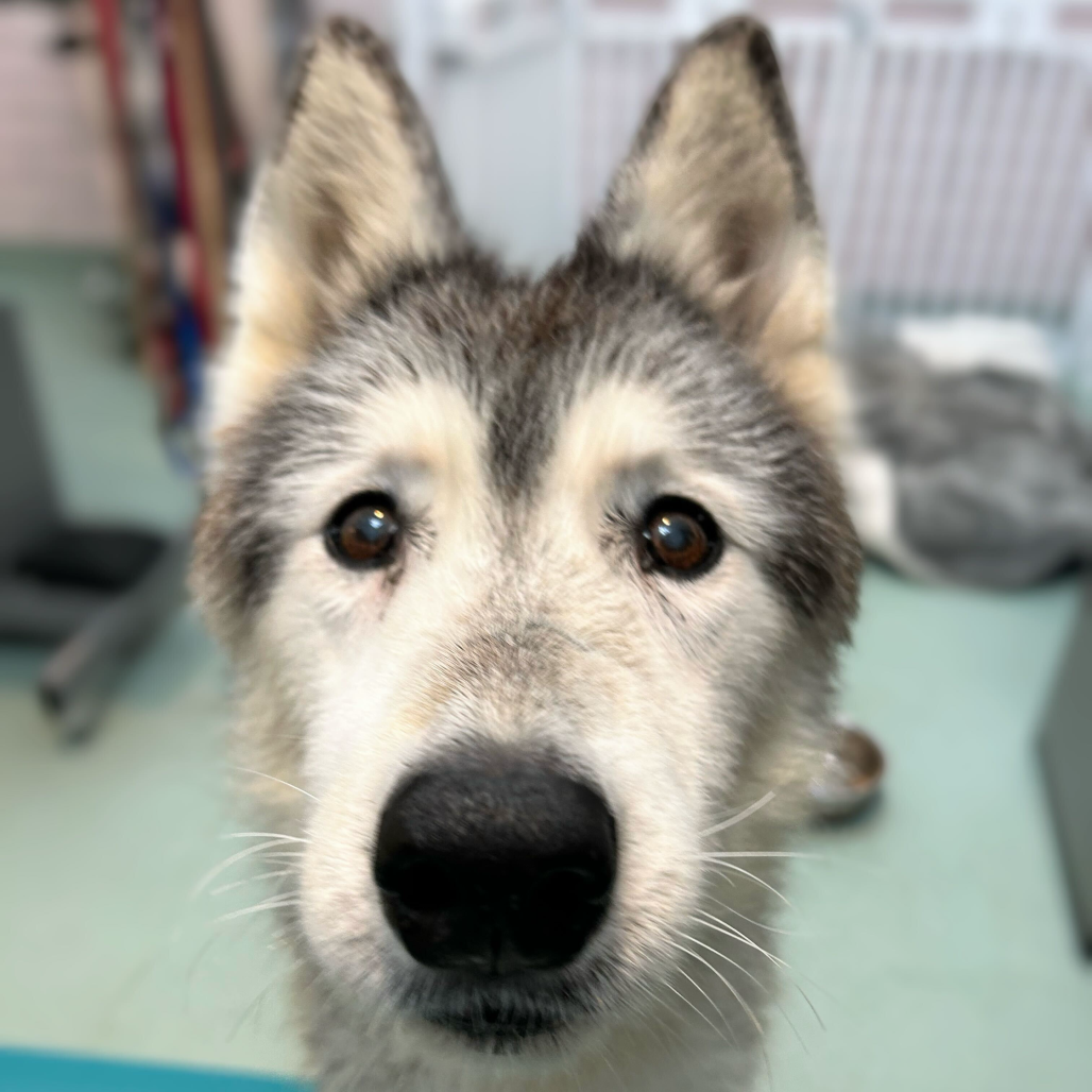 Rosita 13709 — thumbnail 2