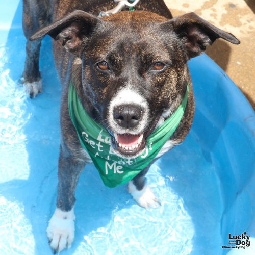 LILYPAD - Terrier / Shepherd available for adoption