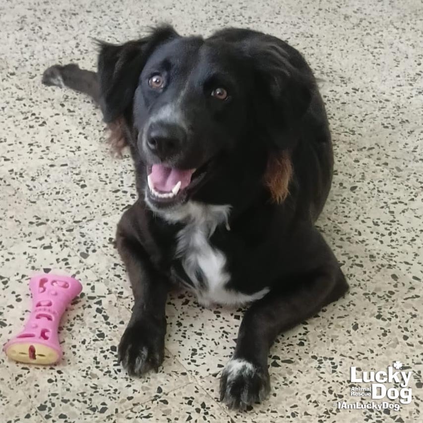 LUNAR - Collie, Border / Mix available for adoption