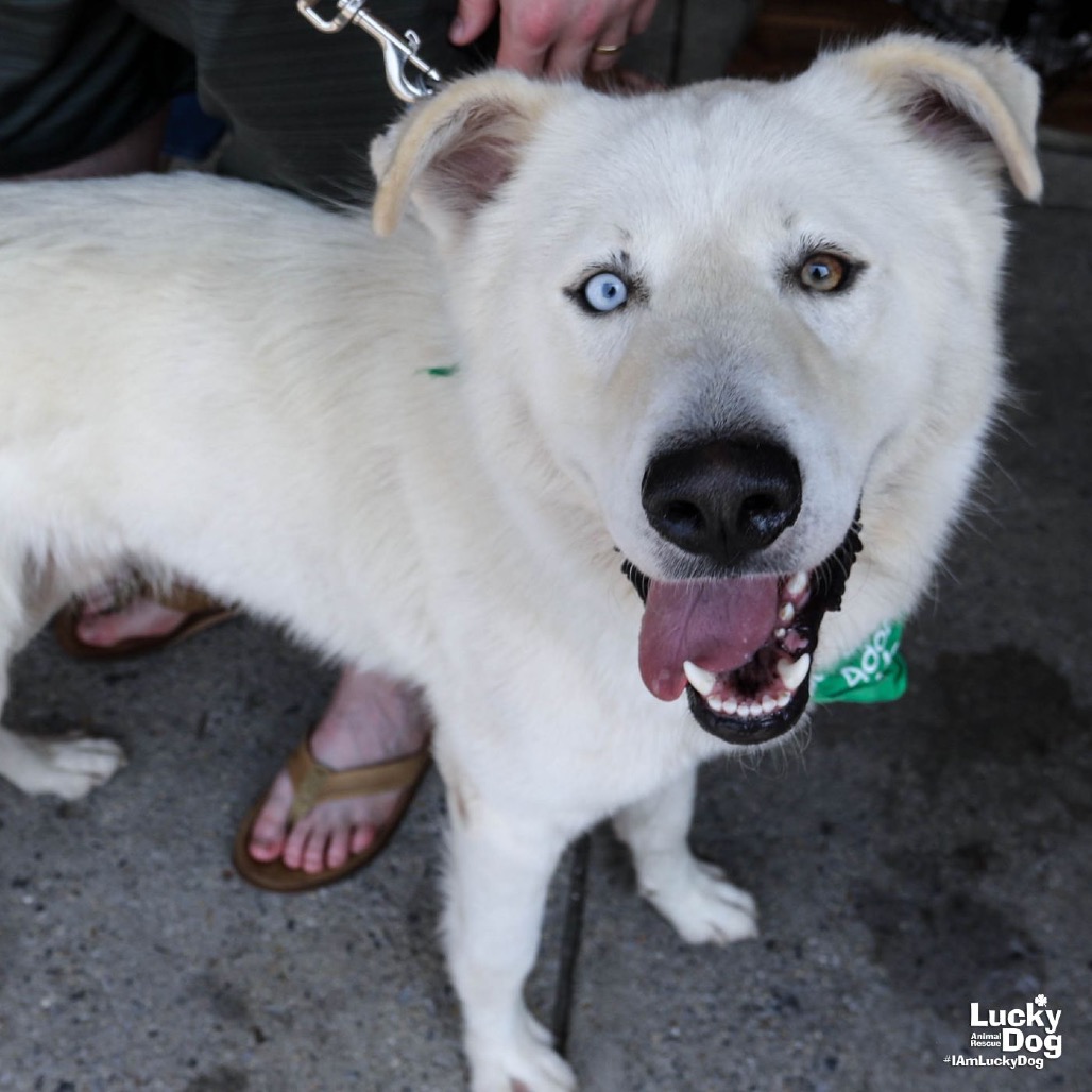 ICE - Pyrenees, Great / Retriever, Golden available for adoption