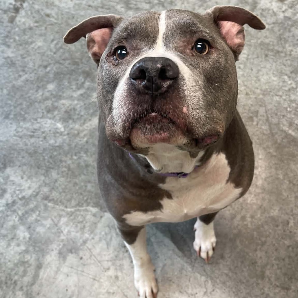 Tyson, photo 2