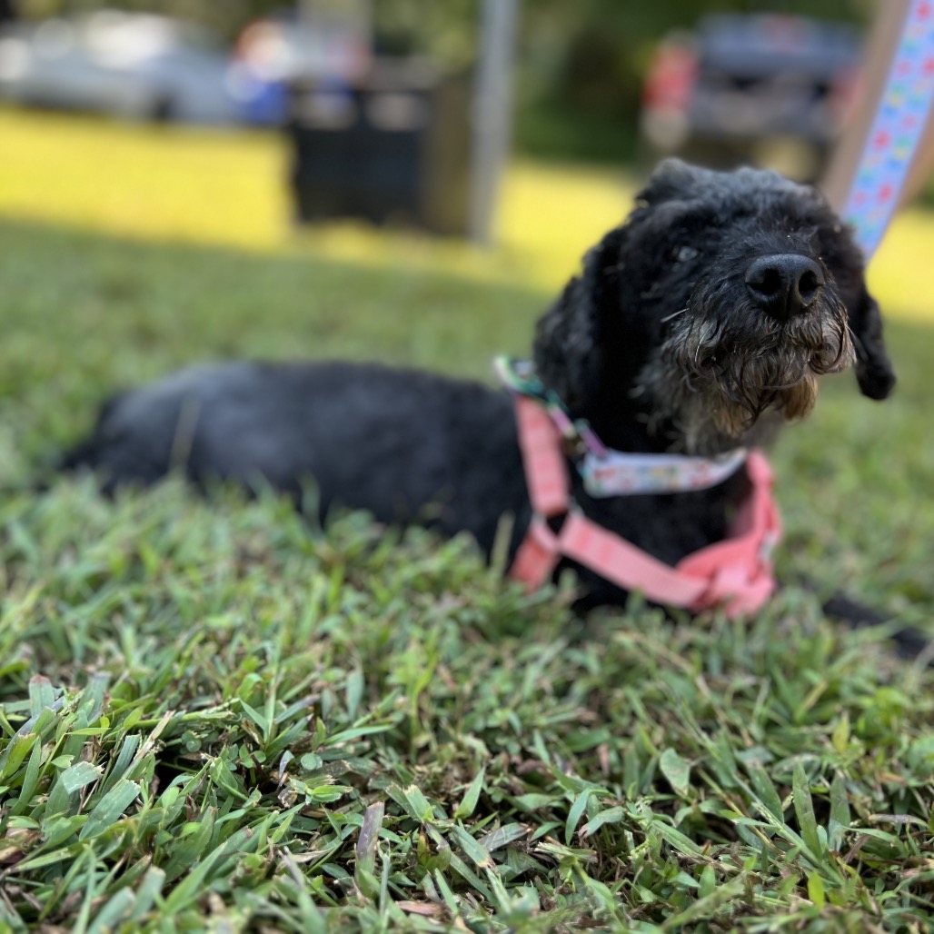 Willow (Whoopie), photo 16