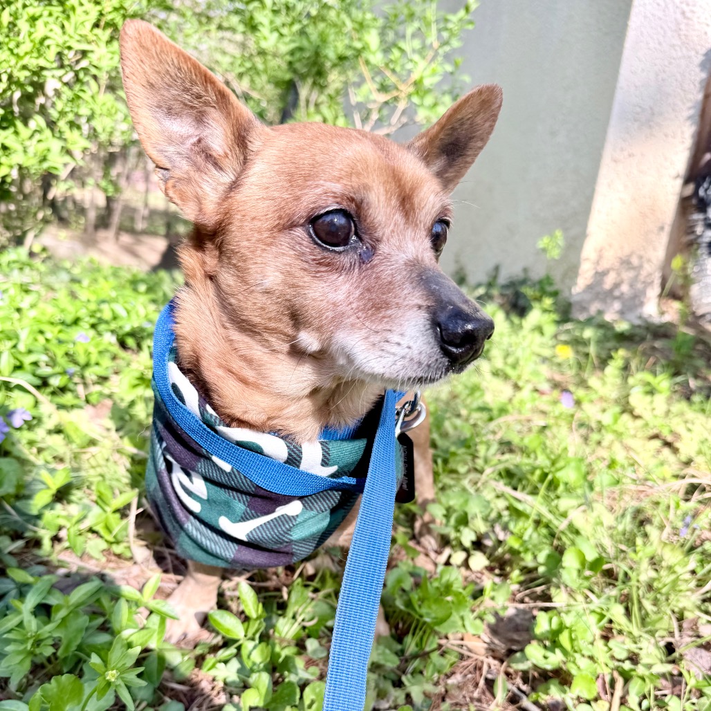 Queso, photo 4