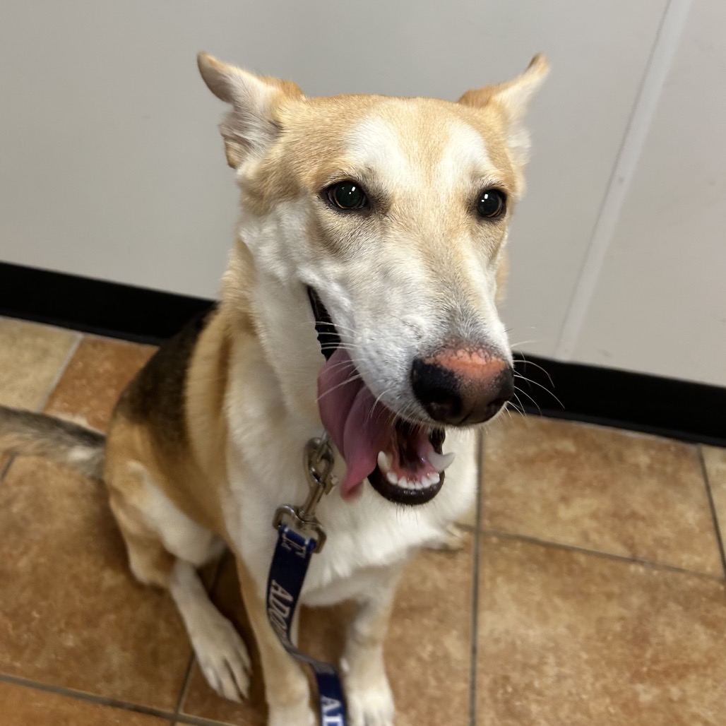 FWT LILLIE (SANDY) - Shepherd / Mixed Breed (Medium) for adoption in Midland