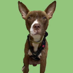 Milo