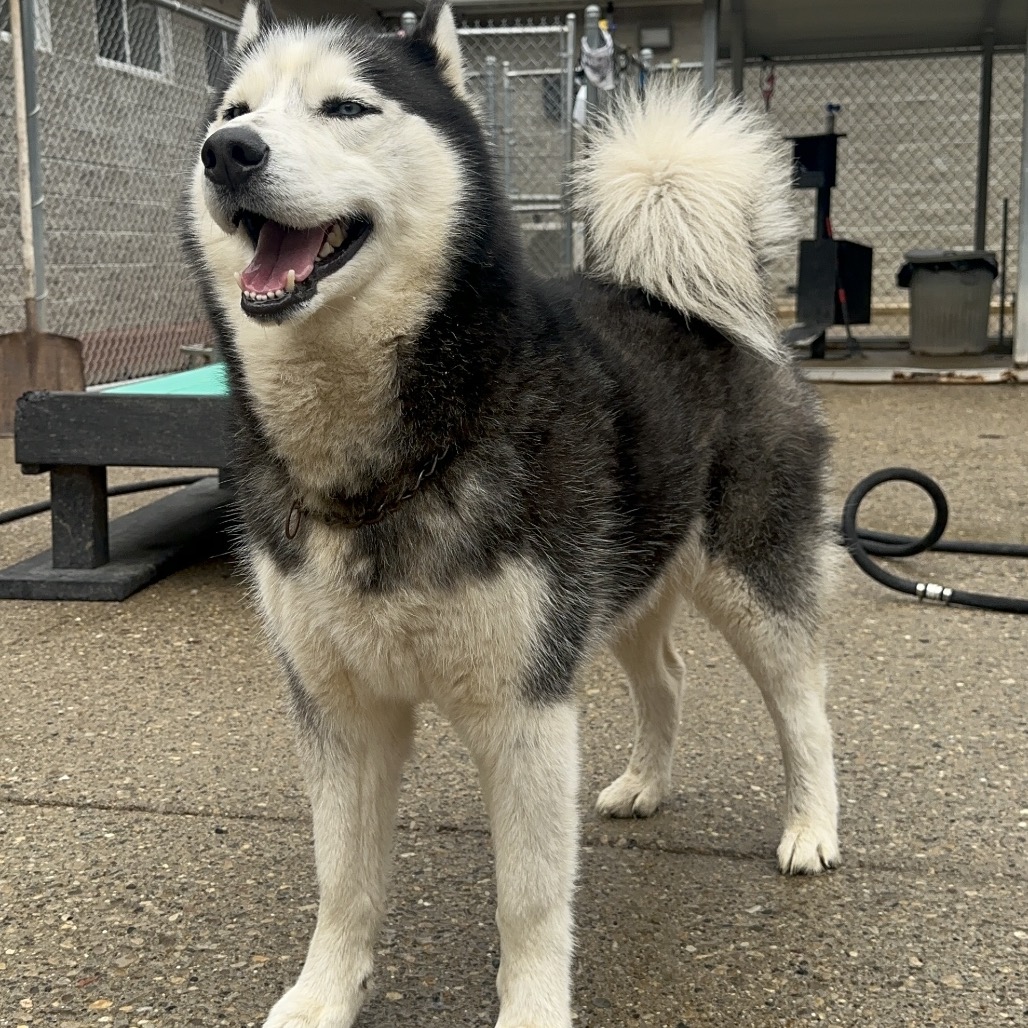 Russia's Ilya Rozanov — thumbnail 3