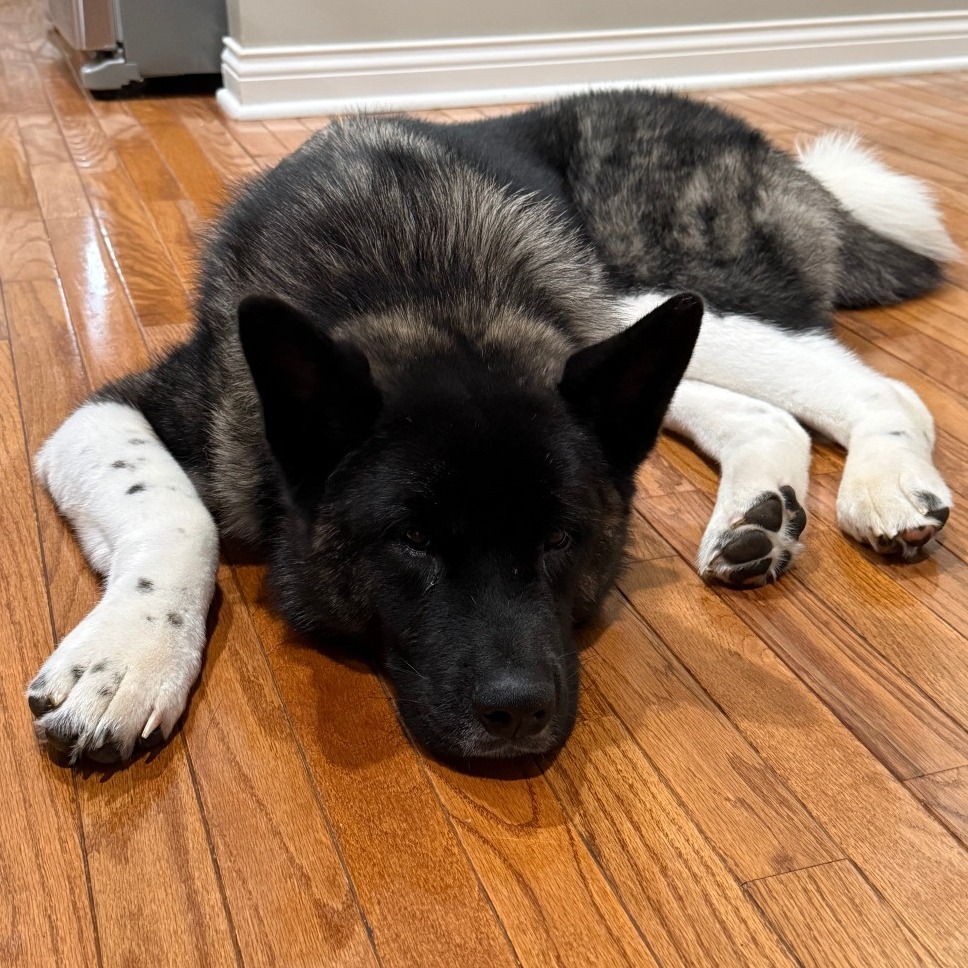 Oreo