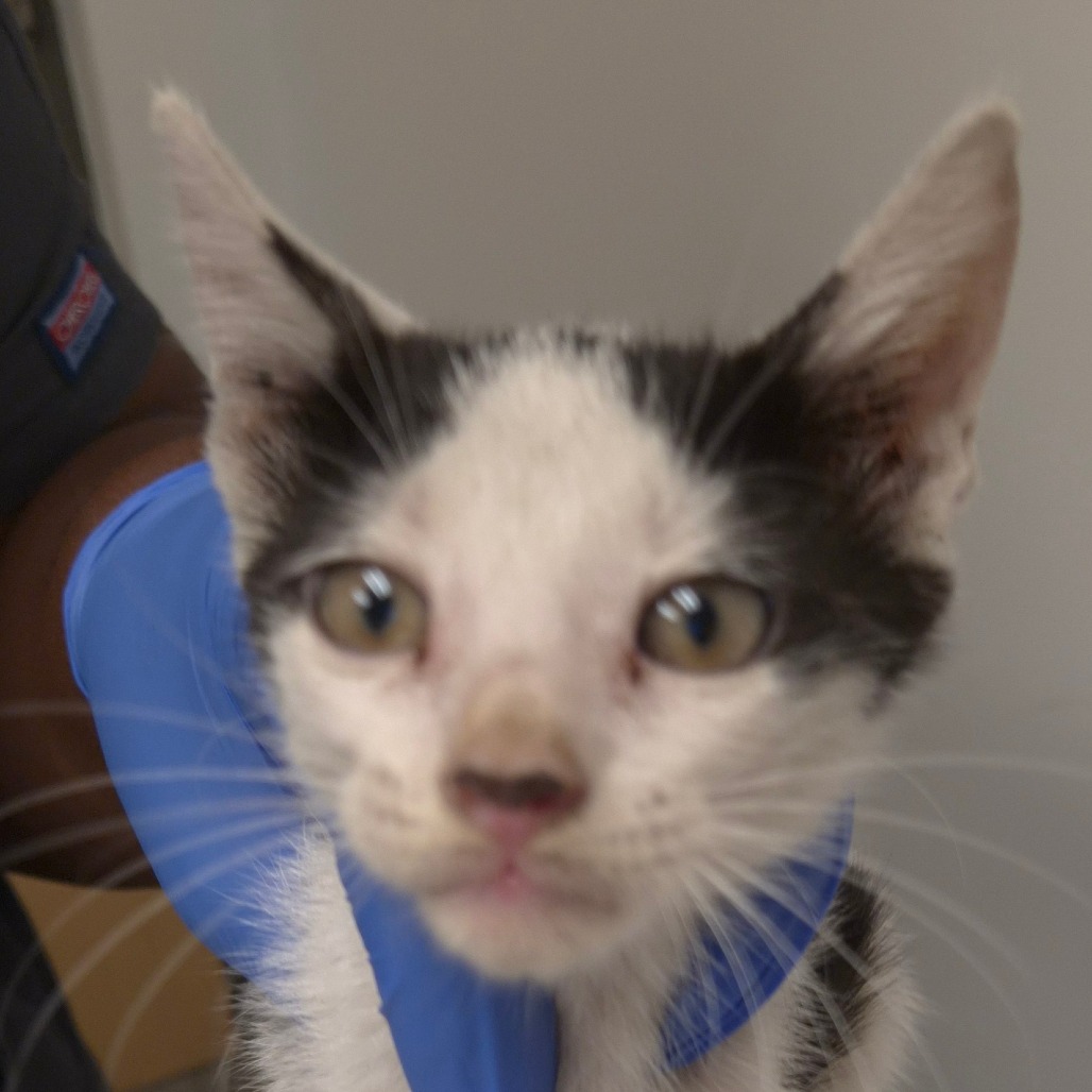 CLARE - Domestic Shorthair available for adoption